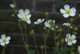 Potentilla rupestrisRotsganzerik bestellen